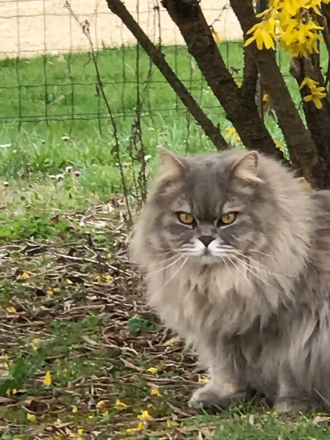 Chat Perdu 24 Dordogne Bassillac et Auberoche - Léo